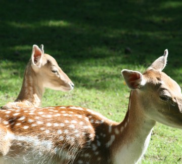 Tierpark