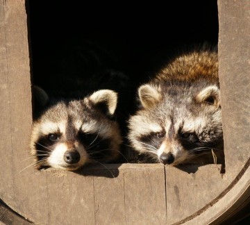 wasberen in ton 2.jpg