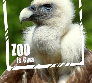 Vale gier ZOO is Gaia 2018.jpg