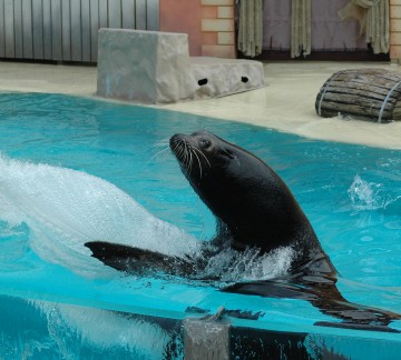 Boudewijn Seapark 10