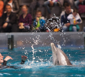 dolphinshow-11-boudewijnseapark.jpg
