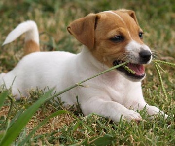 Chien