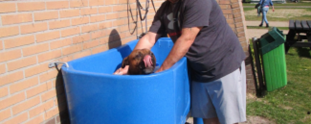 Hondendouche met hond