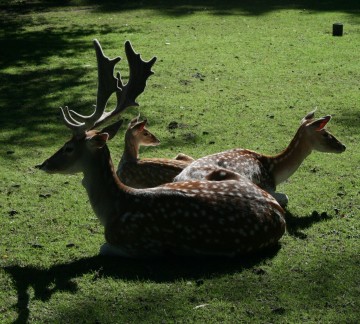 Dierenpark