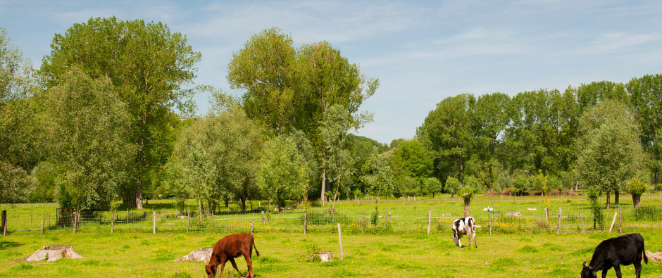 Limburg